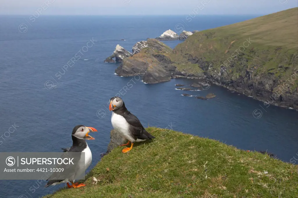 Atlantic Puffin (Fratercula arctica) two adults, calling, standing on clifftop in coastal habitat, Hermaness N.N.R., Unst, Shetland Islands, Scotland