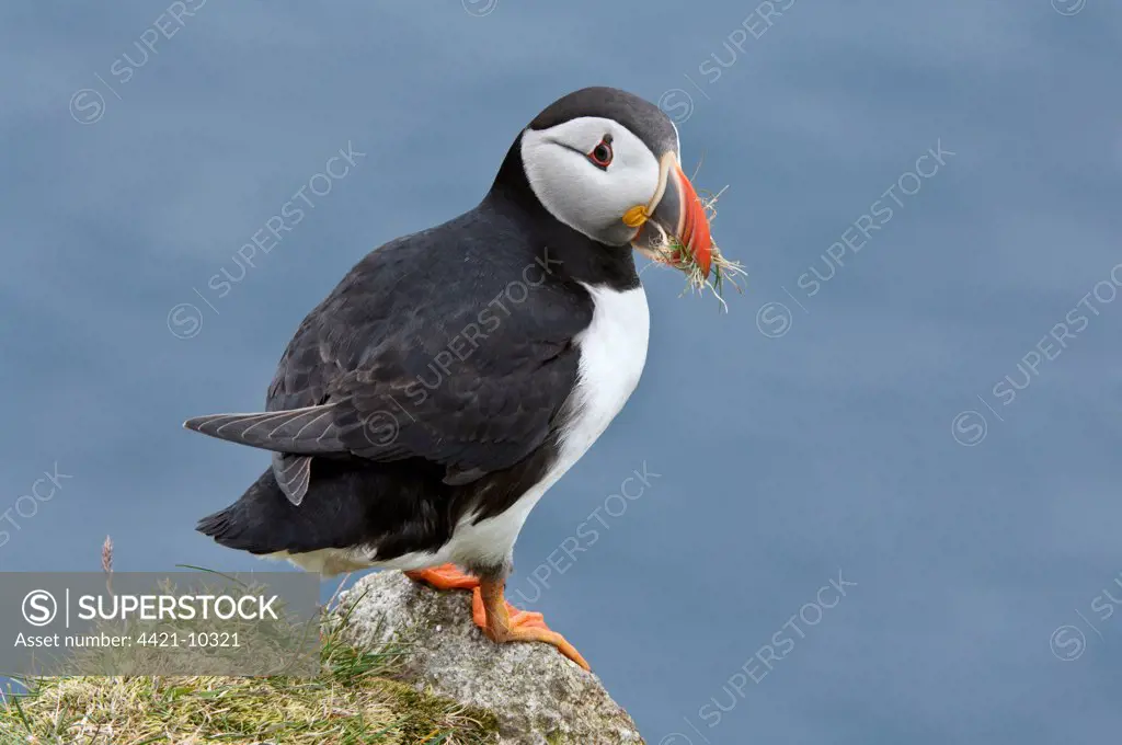 Atlantic Puffin (Fratercula arctica) adult, with nesting material in beak, standing on clifftop, Hermaness National Nature Reserve, Unst, Shetland Islands, Scotland, june