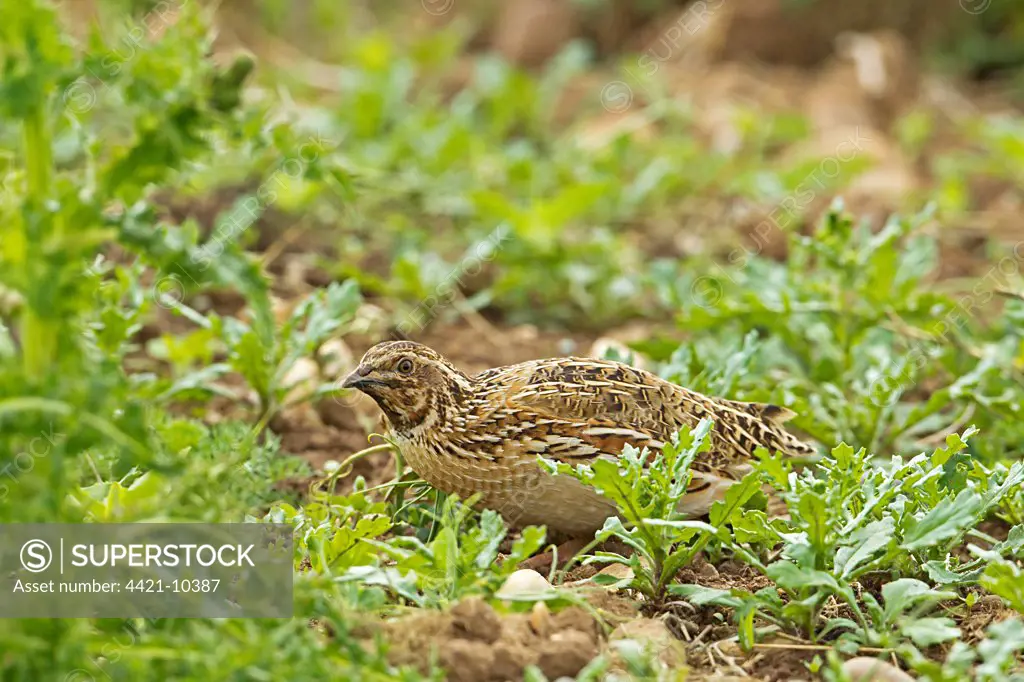 Common Quail (Coturnix coturnix) adult male, crouching on set-a-side field in farmland, Warwickshire, England, june