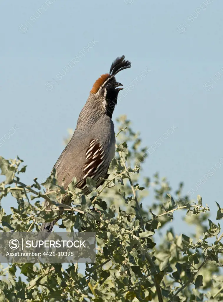 Gambel's Quail (Callipepla gambelii) adult male, calling, perched in bush, Salton Sea, California, U.S.A., april