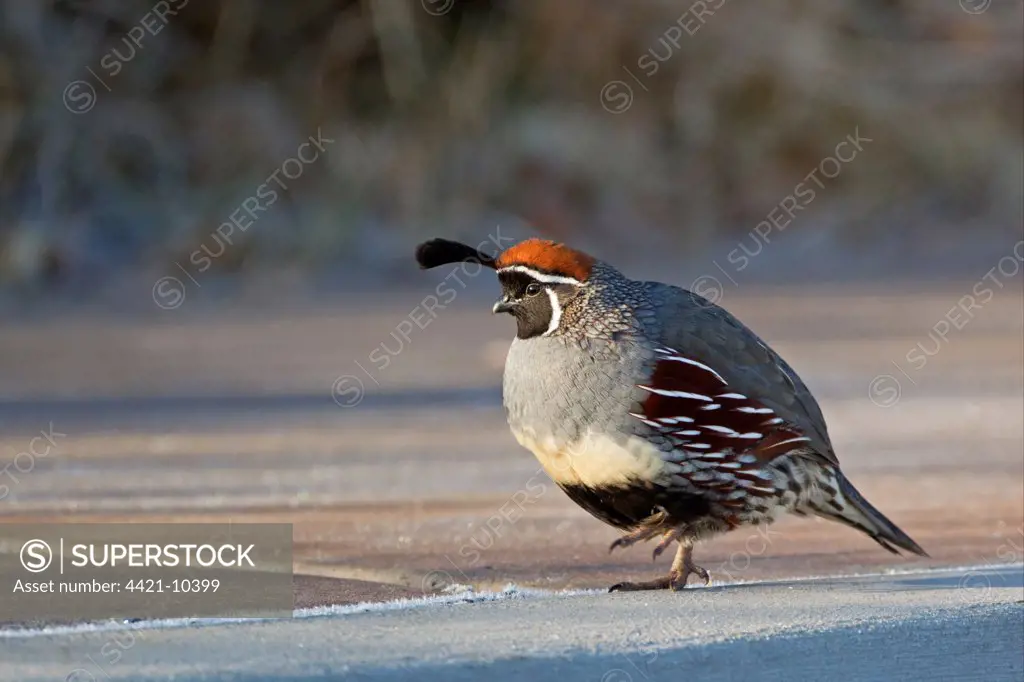 Gambel's Quail (Callipepla gambelii) adult male, walking on frost covered ground, Bosque del Apache National Wildlife Refuge, New Mexico, U.S.A., december