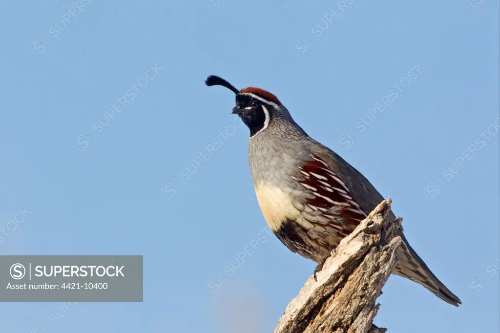 Gambel's Quail (Callipepla gambelii) adult male, perched on log, Bosque del Apache National Wildlife Refuge, New Mexico, U.S.A., december