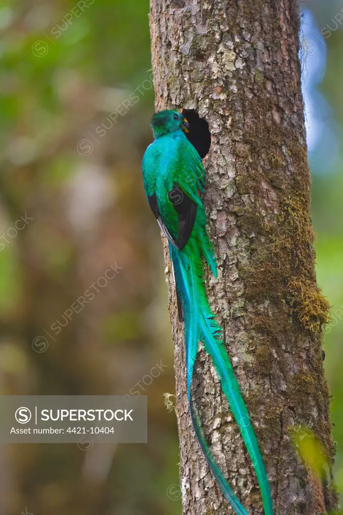 Resplendent Quetzal (Pharomachrus mocinno) adult male, with berry in beak, at nesthole in tree trunk, Costa Rica