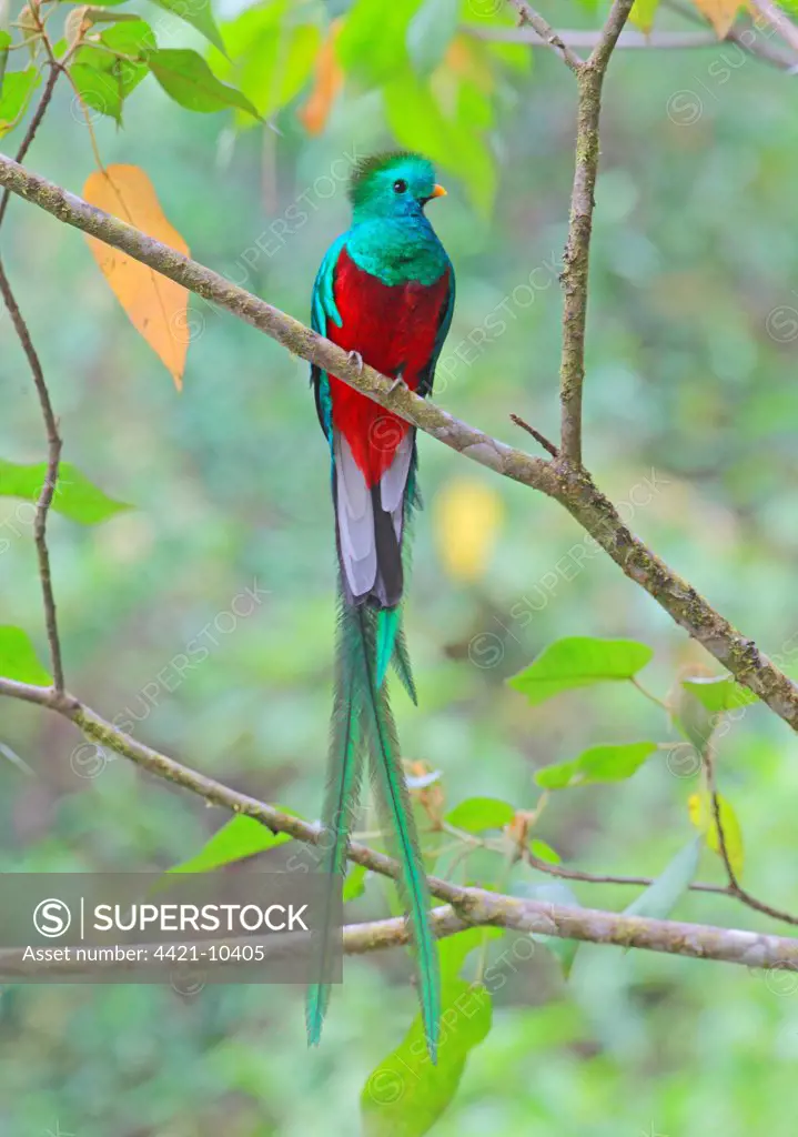 Resplendent Quetzal (Pharomachrus mocinno) adult male, perched on branch, Costa Rica, february