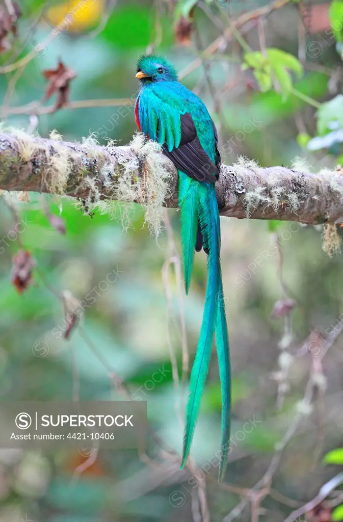 Resplendent Quetzal (Pharomachrus mocinno) adult male, perched on branch, Costa Rica, february