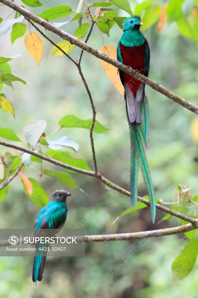 Resplendent Quetzal (Pharomachrus mocinno) adult pair, perched on branches in tree, Costa Rica, february
