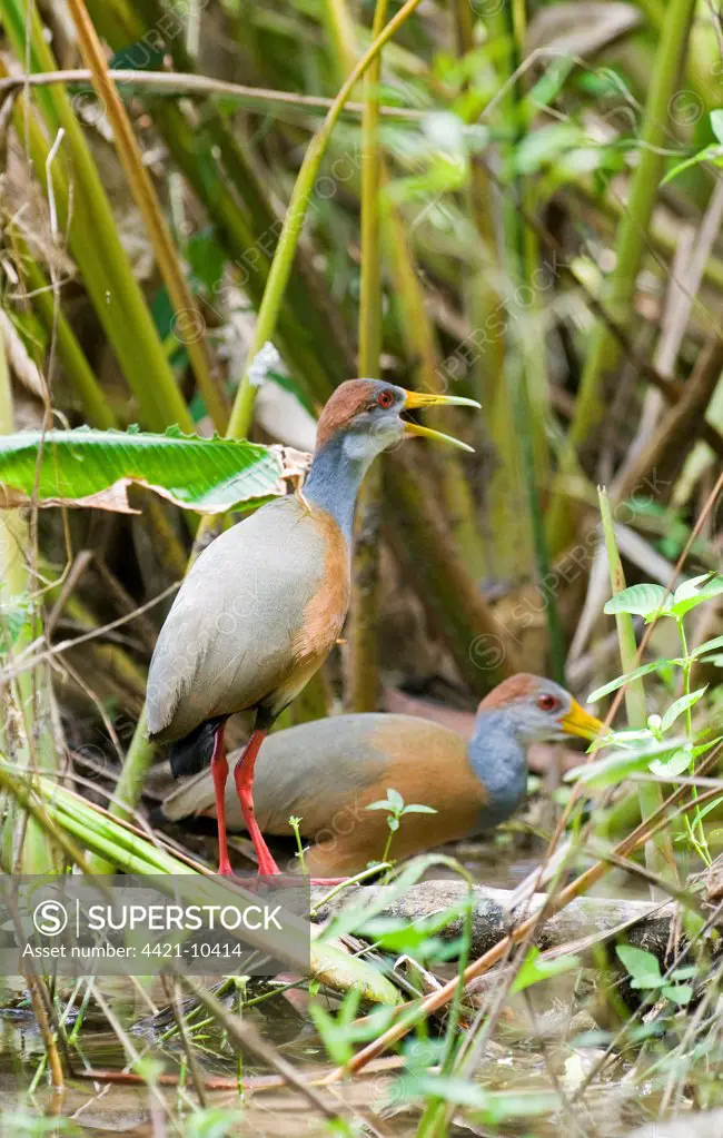 Grey-necked Wood-rail (Aramides cajanea) two adults, calling, in lowland tropical forest, Tikal N.P., Peten, Guatemala