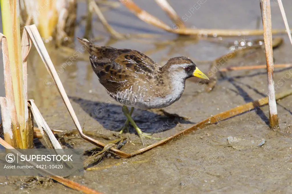 Sora Rail (Porzana carolina) adult, breeding plumage, foraging on mud, South Padre Island, Texas, U.S.A., april