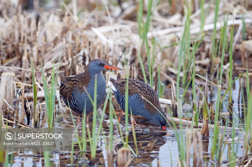 Water Rail (Rallus aquaticus) adult pair, feeding at edge of reedbed, Minsmere RSPB Reserve, Suffolk, England, march