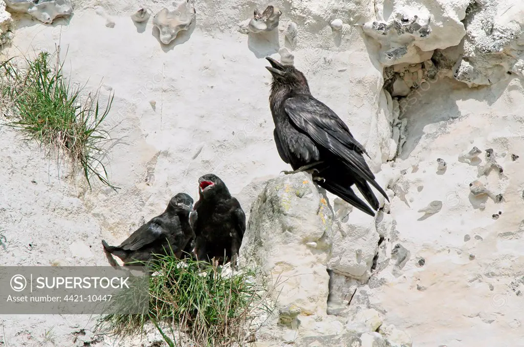 Common Raven (Corvus corax) adult, calling, with chicks in nest, at quarry face nestsite, Lewes, East Sussex, England, april