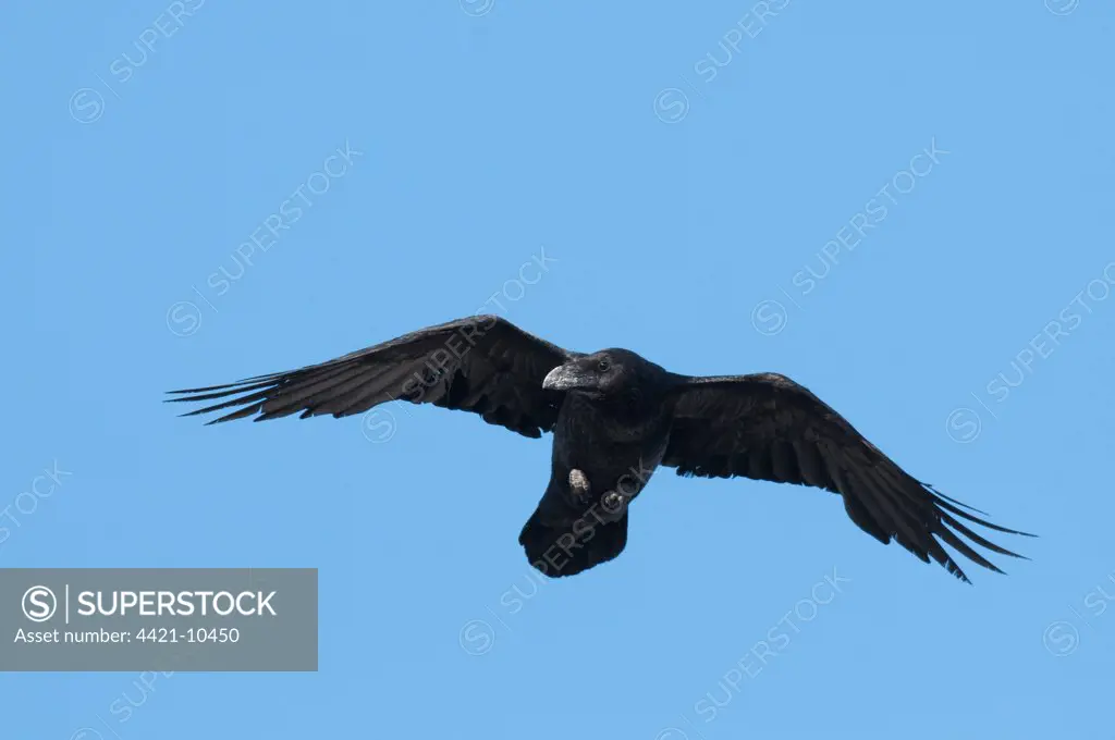 Common Raven Corvus corax) adult, in flight, Dover, Kent, England, april