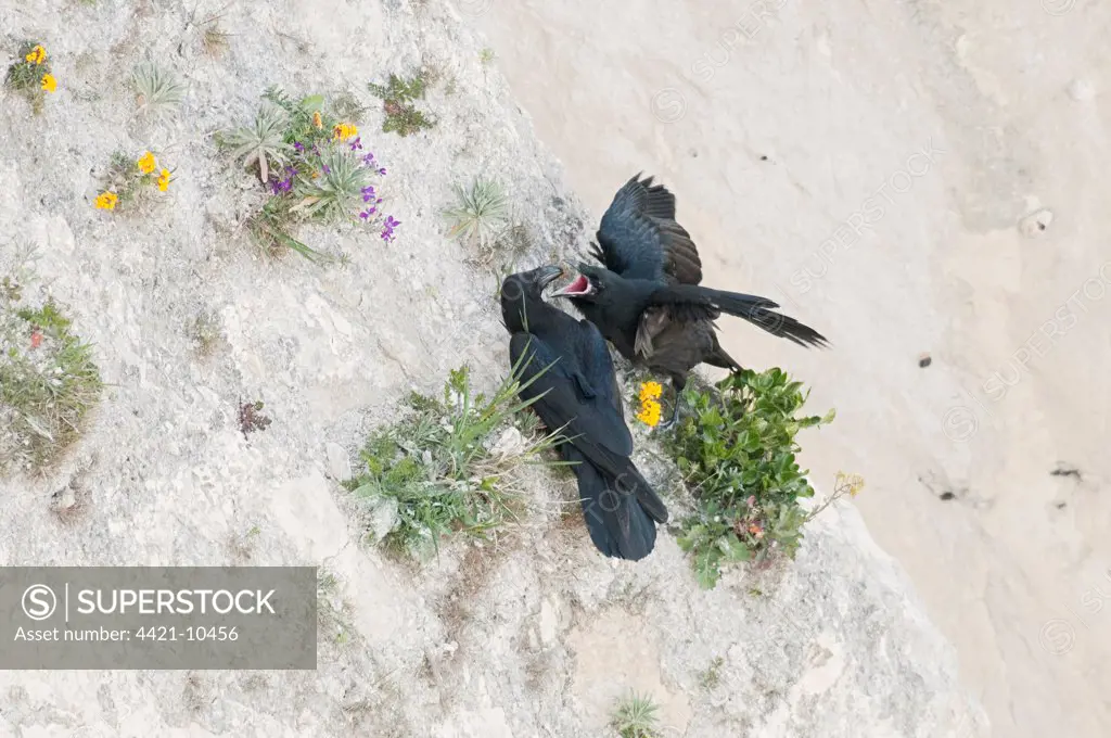 Common Raven (Corvus corax) adult feeding fledged chick, on chalk cliffs, Dover, Kent, England, may