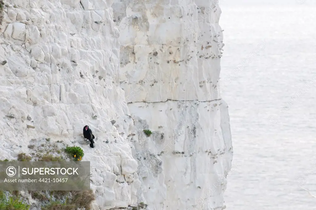 Common Raven (Corvus corax) fledged chick, calling, perched on chalk cliffs, Dover, Kent, England, may