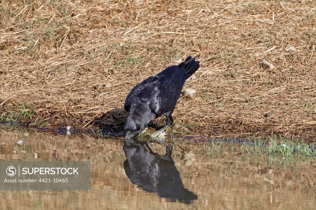 Common Raven (Corvus corax) adult, drinking from pool, Extremadura, Spain, september
