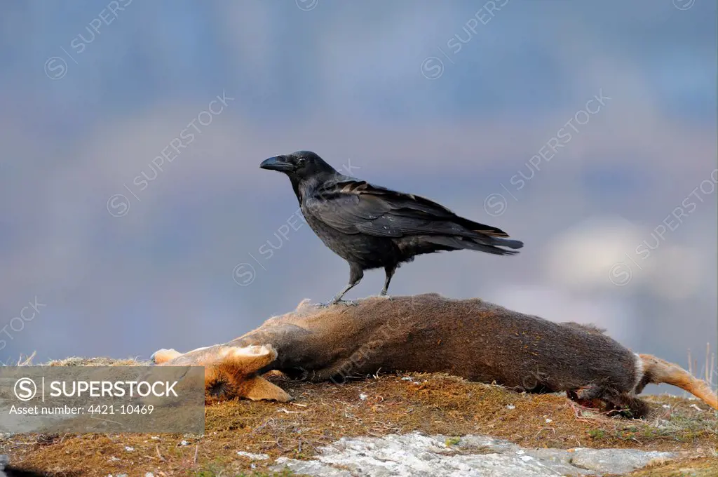 Common Raven (Corvus corax) adult, standing on Western Roe Deer (Capreolus capreolus) carcass, Norway, february