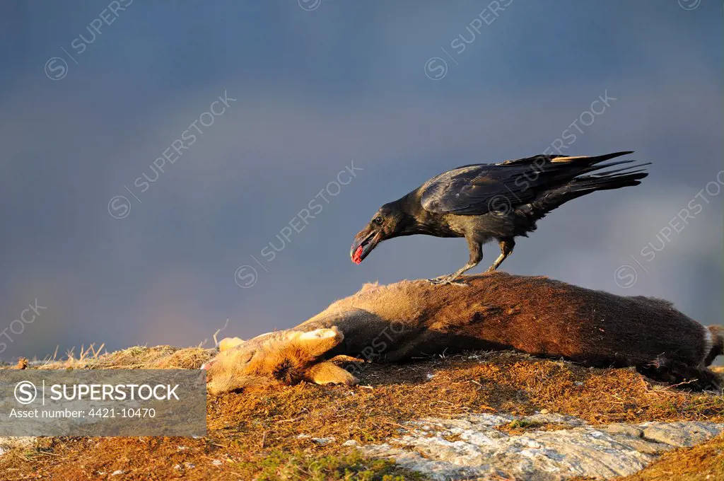 Common Raven (Corvus corax) adult, feeding, scavenging on Western Roe Deer (Capreolus capreolus) carcass, Norway, february