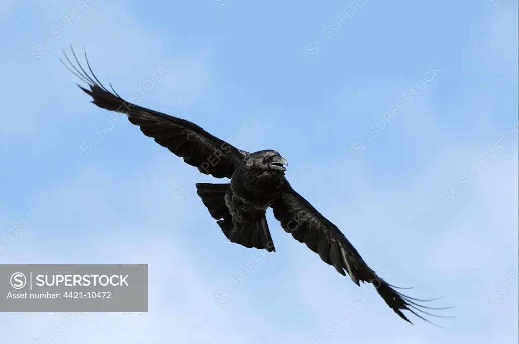 Common Raven (Corvus corax) adult, in flight, Varanger, Norway, may