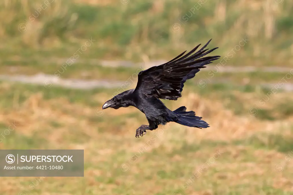 Common Raven (Corvus corax) adult, in flight, landing, Gigrin Farm, Powys, Wales, march
