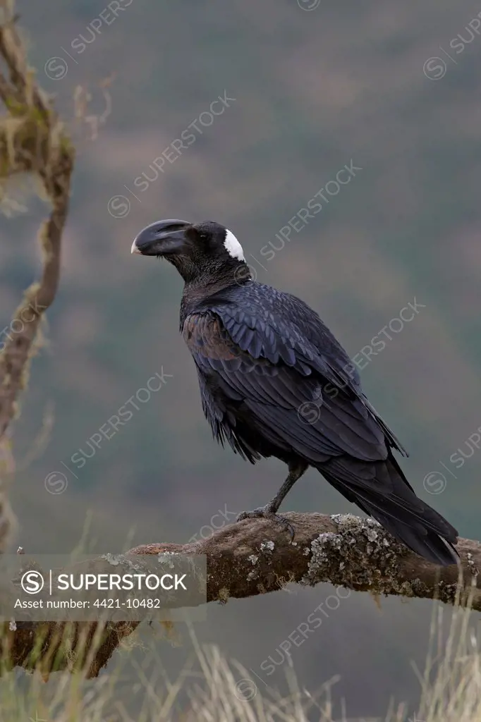 Thick-billed Raven (Corvus crassirostris) adult, perched on branch, Simien Mountains, Ethiopia