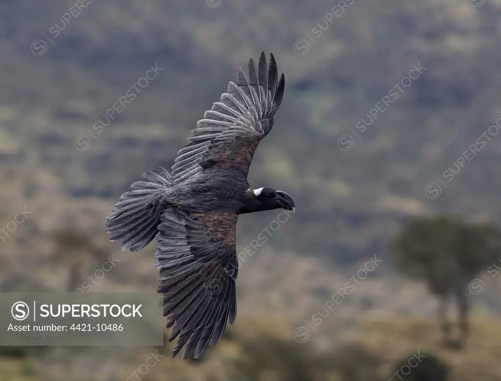 Thick-billed Raven (Corvus crassirostris) adult, in flight, Simien Mountains, Ethiopia