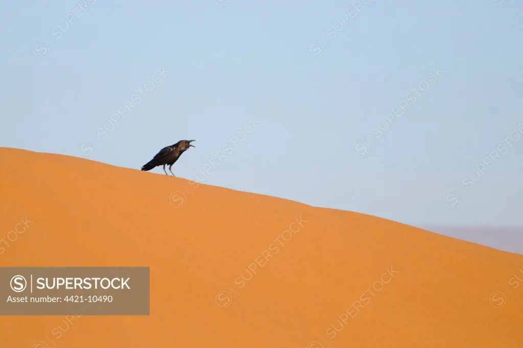 Brown-necked Raven (Corvus ruficollis) adult, calling, standing on desert sand dune, Sahara, Morocco, january