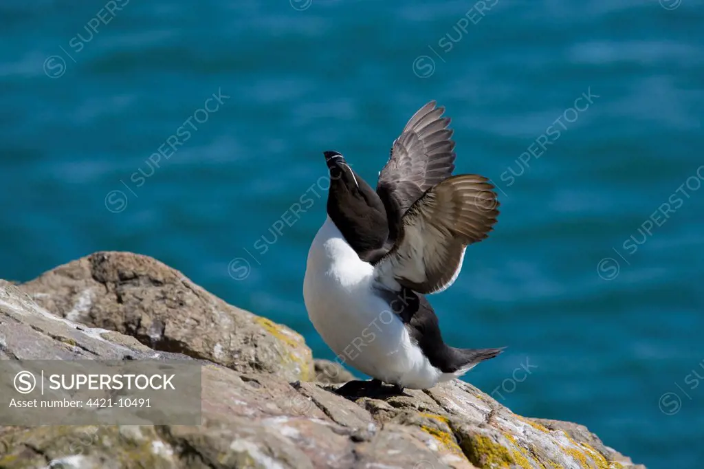 Razorbill (Alca torda) adult, stretching wings, standing on rocks, Skomer Island, Pembrokeshire, Wales