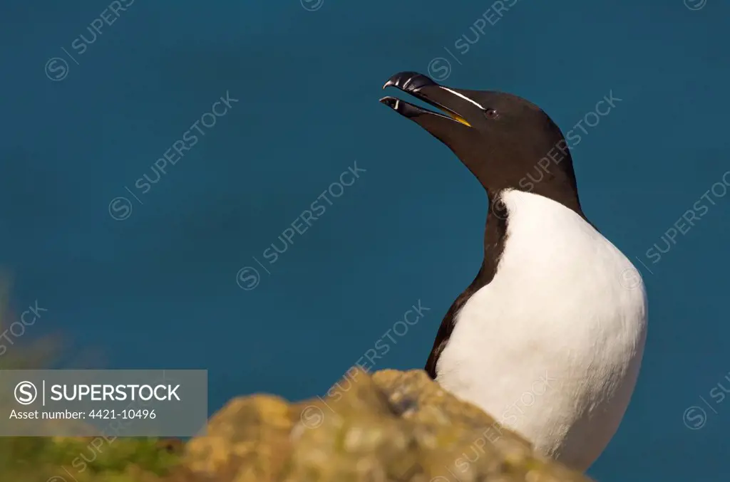 Razorbill (Alca torda) adult, calling, standing on coastal rocks, Skomer Island, Wales, may