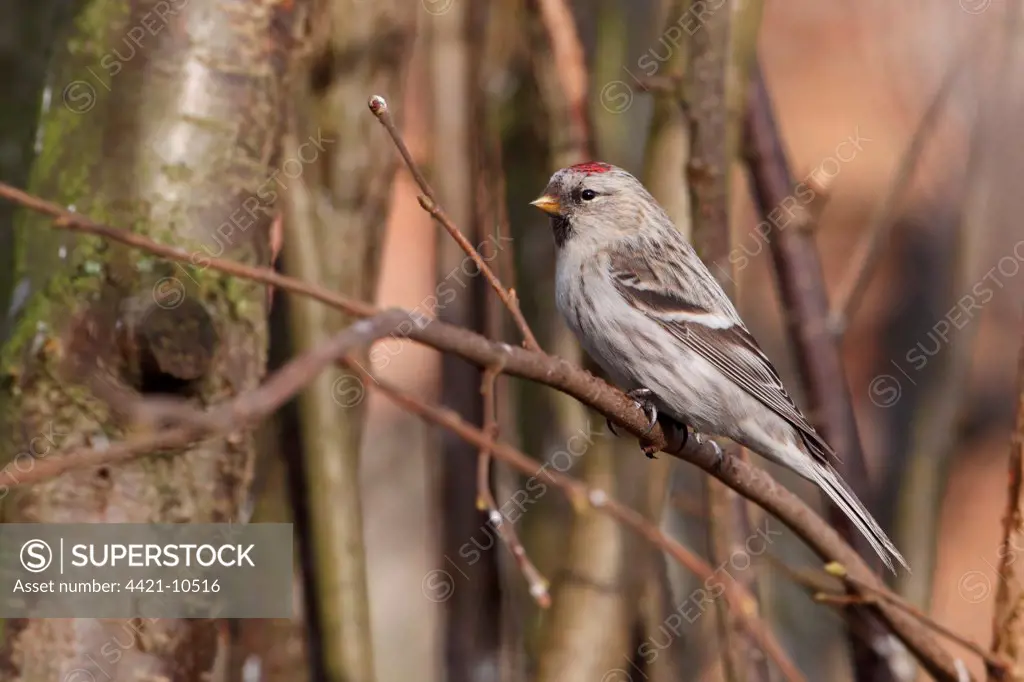 Coues's Arctic Redpoll (Carduelis hornemanni exilipes) adult female, first winter plumage, perched on twig, Kelling, Norfolk, England, february