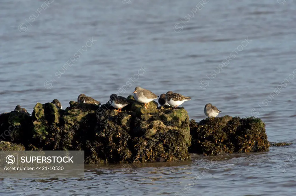 Common Redshank (Tringa totanus), Ruddy Turnstone (Arenaria interpres) and Purple Sandpiper (Calidris maritima) mixed flock, roosting on rocks, Southerness, Dumfries and Galloway, Scotland, november