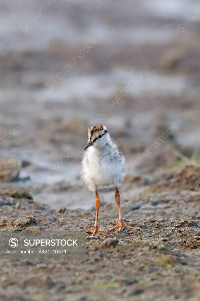 Common Redshank (Tringa totanus) chick, standing on mud, Suffolk, England, june