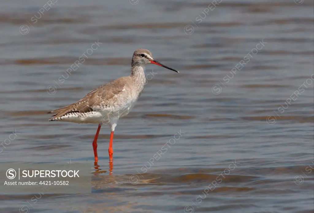 Spotted Redshank (Tringa erythropus) adult, non-breeding plumage, standing in shallow water, Thailand, february