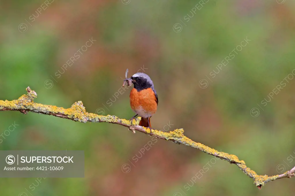 Common Redstart (Phoenicurus phoenicurus) adult male, collecting insects to feed chicks, Upper Hollesley Common, Suffolk, England, june