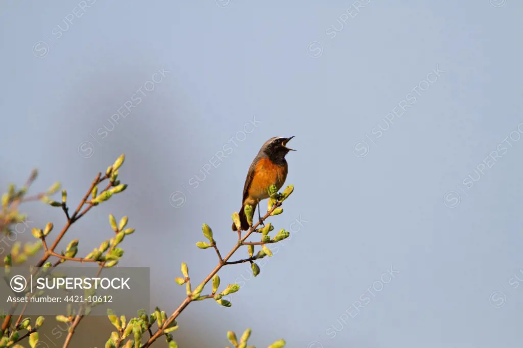 Common Redstart (Phoenicurus phoenicurus) adult male, singing, perched in bush with leafbuds, Shropshire, England, april