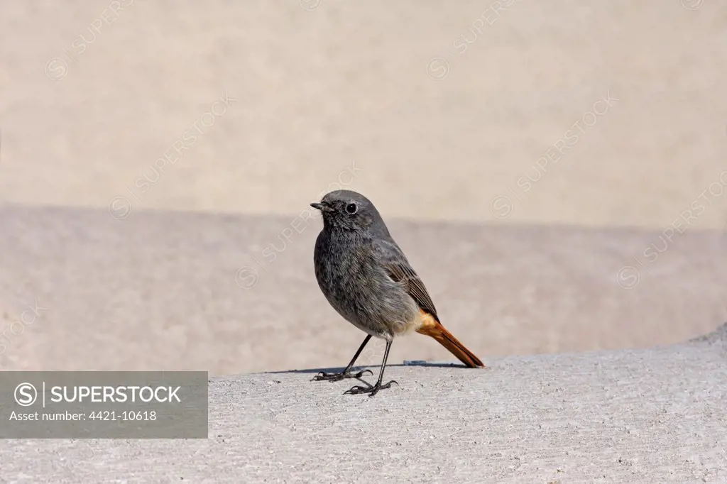 Black Redstart (Phoenicurus ochruros) immature male, first winter plumage, standing on concrete pipe, West Midlands, England, march