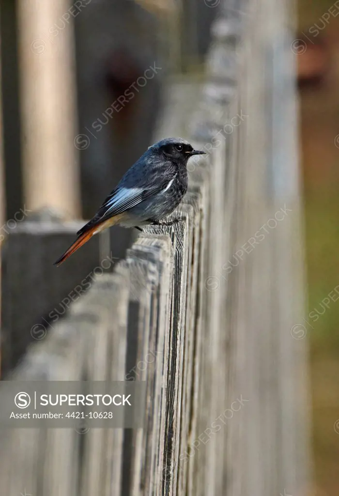 Black Redstart (Phoenicurus ochruros gibraltariensis) adult male, perched on fence, Eccles-on-sea, Norfolk, England, march