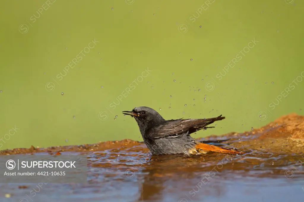Black Redstart (Phoenicurus ochruros) adult male, bathing, Castilla y Leon, Spain, may