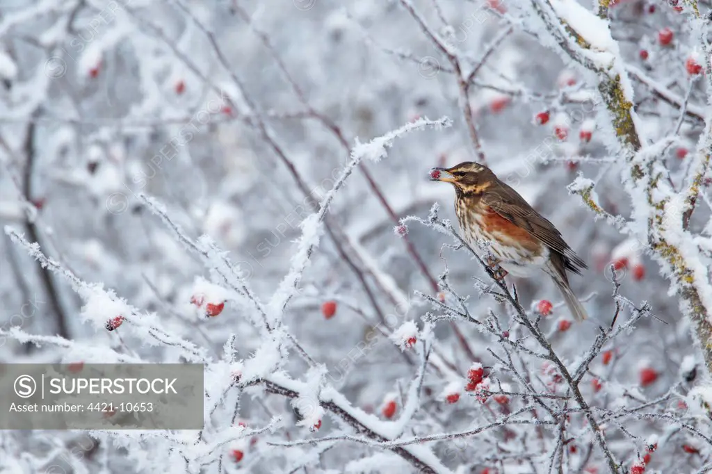 Redwing (Turdus iliacus) adult, feeding on hawthorn berries in hoar fost covered hedgerow, Shropshire, England, winter