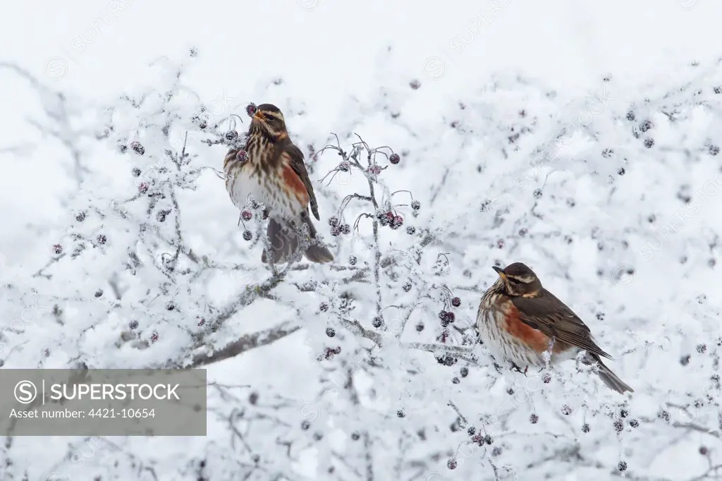 Redwing (Turdus iliacus) two adults, feeding on hawthorn berries in hoar fost covered hedgerow, Shropshire, England, winter