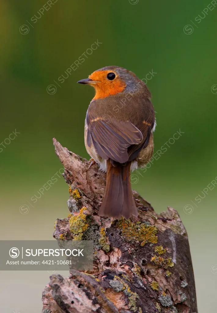 European Robin (Erithacus rubecula) adult, perched on stump, Norfolk, England, september