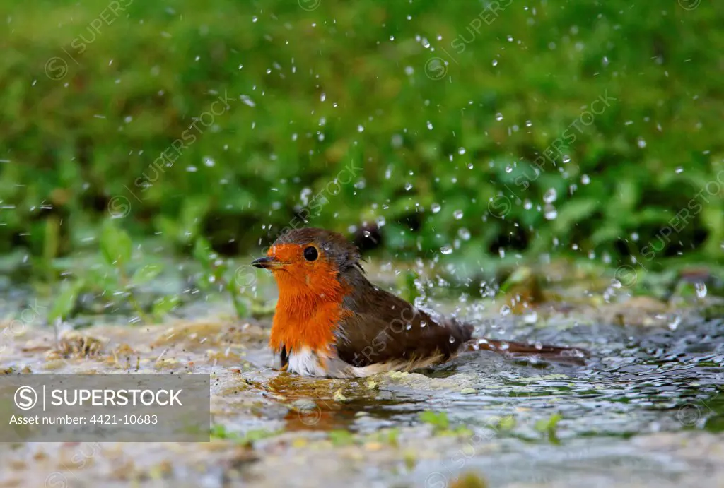 European Robin (Erithacus rubecula) adult, bathing in pond, Norfolk, England, september