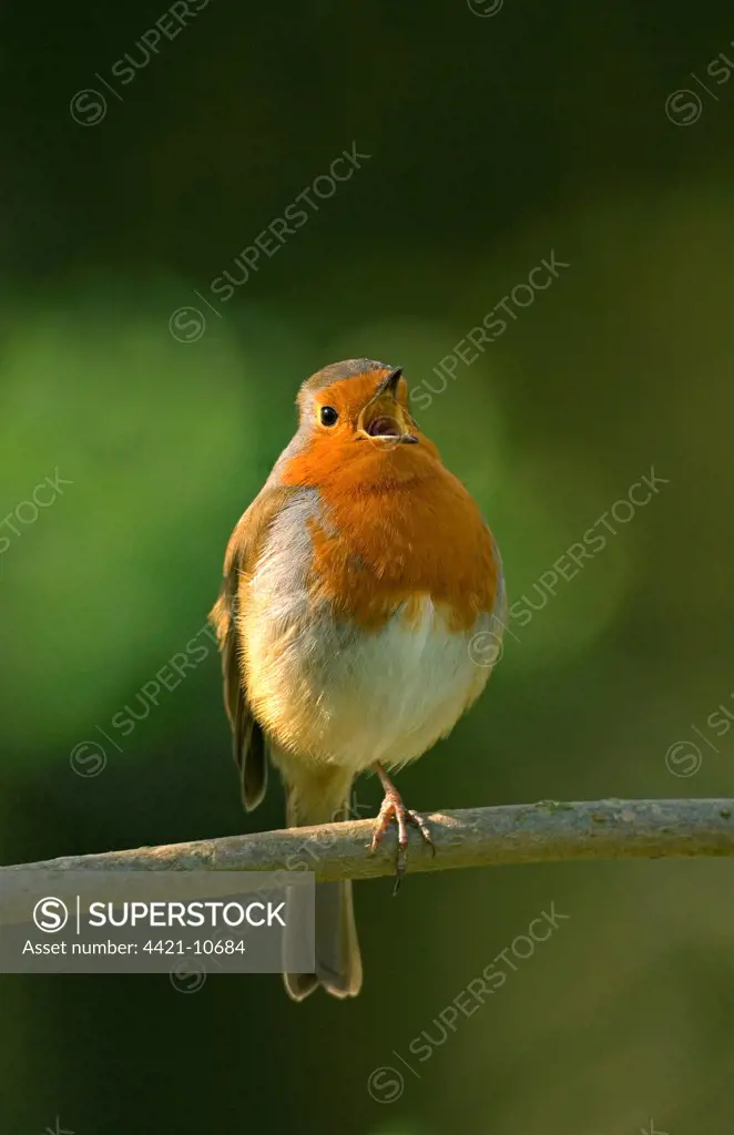 European Robin (Erithacus rubecula) adult, singing, perched on twig, Norfolk, England