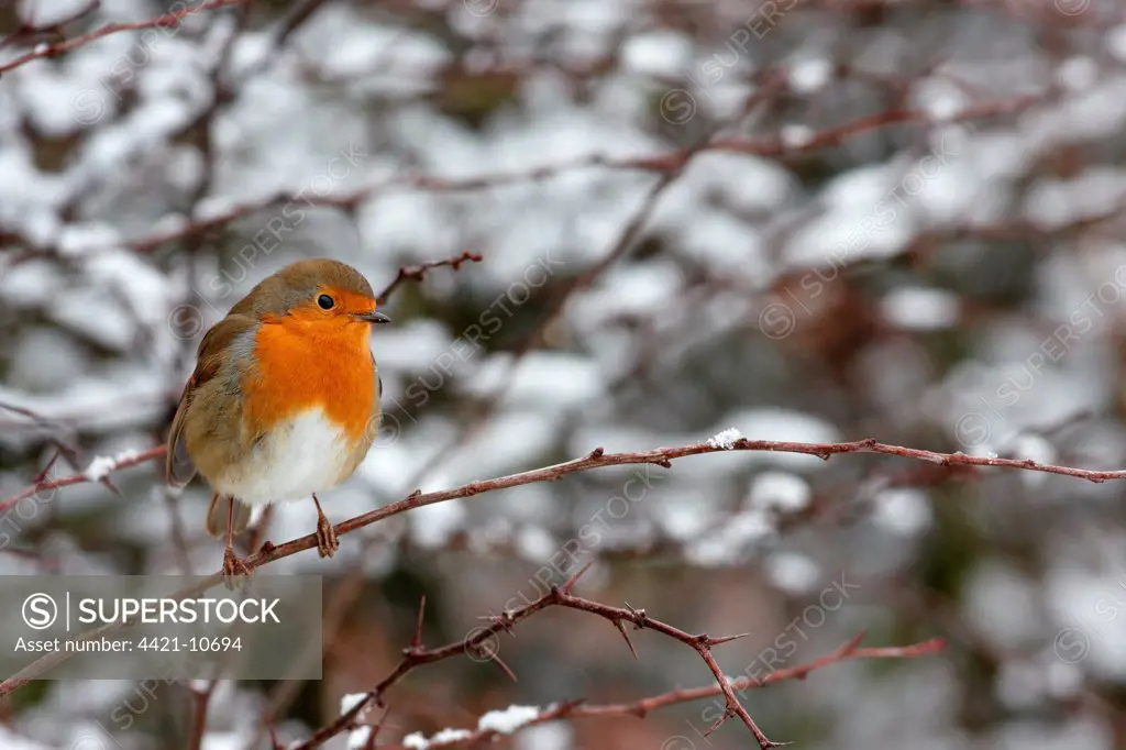 European Robin (Erithacus rubecula) adult, perched on twig in snow covered hedgerow, Leicestershire, England, january