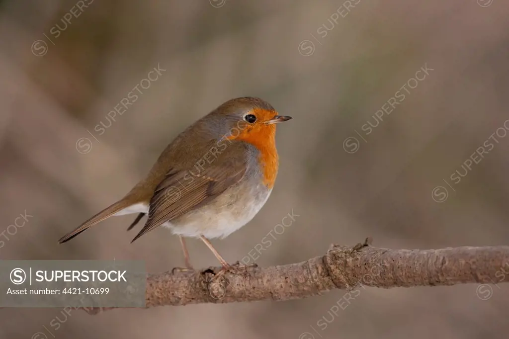 European Robin (Erithacus rubecula) adult, perched on branch, England, winter