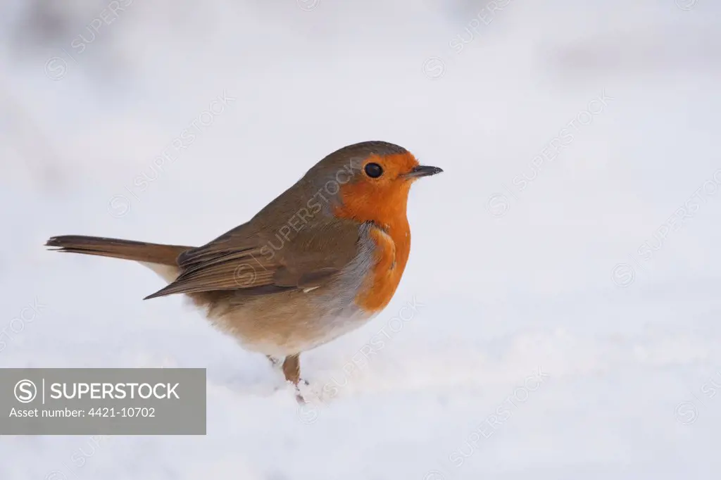 European Robin (Erithacus rubecula) adult, standing on snow covered ground, England, winter