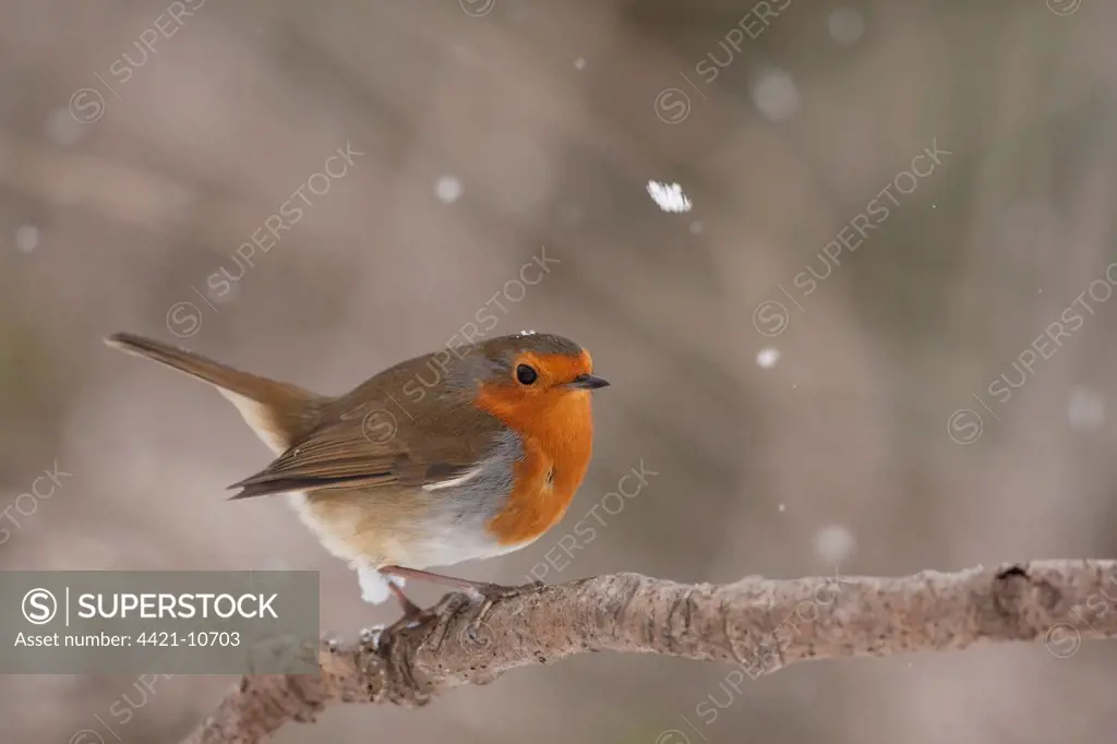 European Robin (Erithacus rubecula) adult, perched on branch during snowfall, England, winter