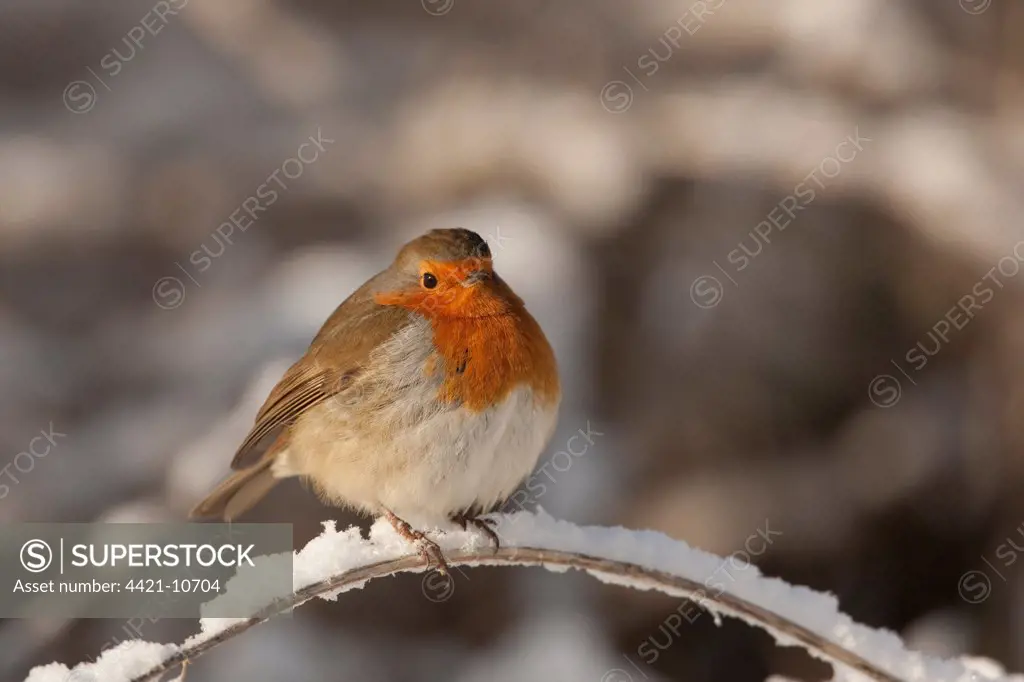 European Robin (Erithacus rubecula) adult, feathers fluffed up, perched on snow covered stem, England, winter