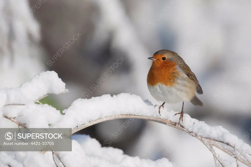 European Robin (Erithacus rubecula) adult, perched on snow covered stem, England, winter