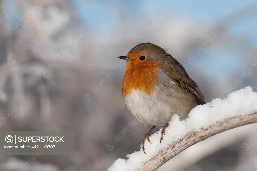 European Robin (Erithacus rubecula) adult, perched on snow covered stem, England, winter