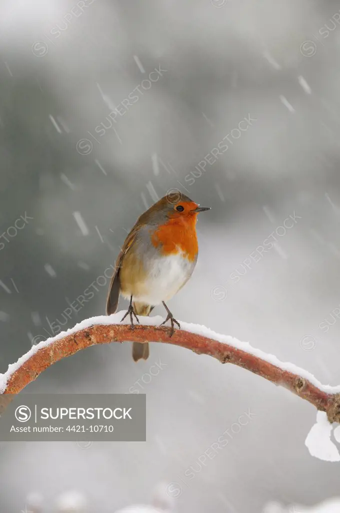 European Robin (Erithacus rubecula) adult, perched on snow covered branch in snowfall, Oxfordshire, England, winter