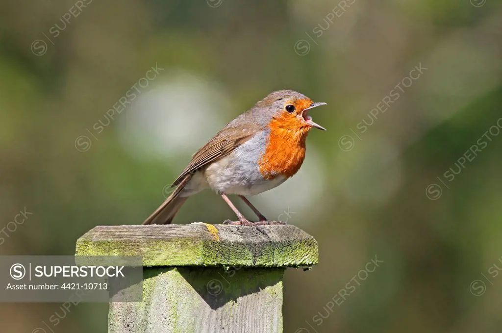 European Robin (Erithacus rubecula) adult, singing, perched on fencepost, West Sussex, England, april